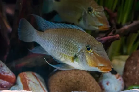 Fotografie druhu Satanoperca jurupari