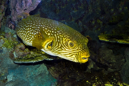 Fotografie druhu Arothron reticularis