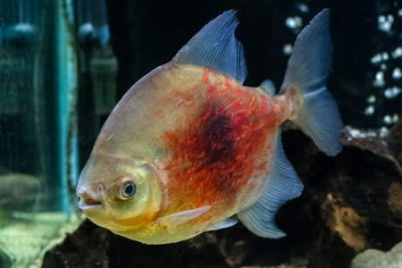 Fotografie druhu Myloplus schomburgkii