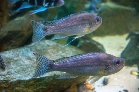 Fotografie druhu Haplotaxodon microlepis