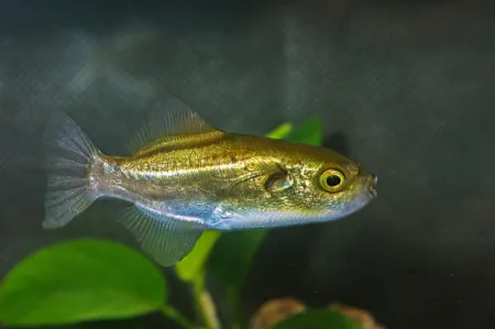 Fotografie druhu Auriglobus nefastus