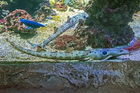 Fotografie druhu Hemiscyllium ocellatum