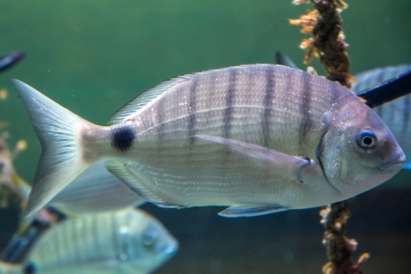 Fotografie druhu Diplodus sargus