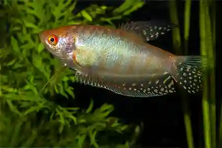 Fotografie druhu Trichopodus trichopterus 