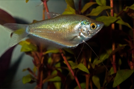 Fotografie druhu Trichopodus microlepis