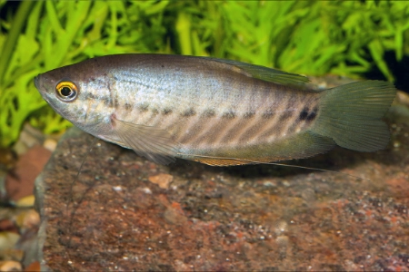 Fotografie druhu Trichopodus pectoralis