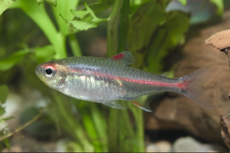 Fotografie druhu Hemigrammus erythrozonus 