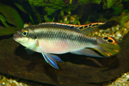 Fotografie druhu Pelvicachromis pulcher