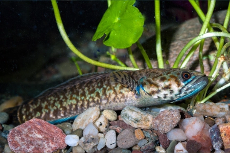 Fotografie druhu Channa bleheri