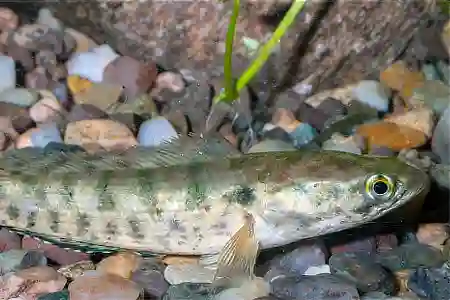 Fotografie druhu Channa lucius