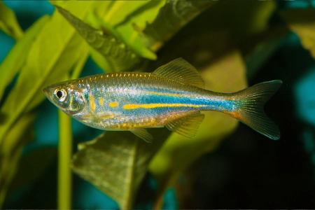 Fotografie druhu Devario aequipinnatus