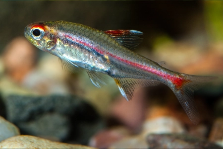 Fotografie druhu Hemigrammus erythrozonus