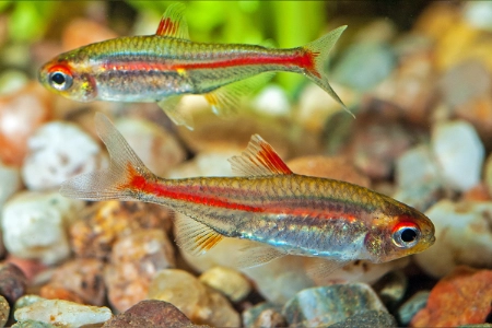 Fotografie druhu Hemigrammus erythrozonus