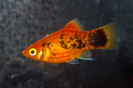 Fotografie druhu Xiphophorus maculatus  Red Calico