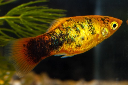 Fotografie druhu Xiphophorus maculatus  Sunset Calico