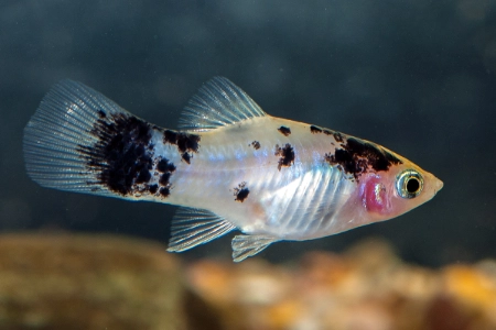 Fotografie druhu Xiphophorus maculatus  White Calico