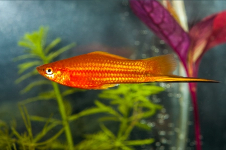 Fotografie druhu Xiphophorus hellerii Red
