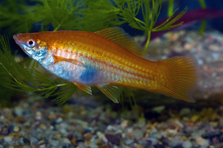 Fotografie druhu Xiphophorus hellerii Red