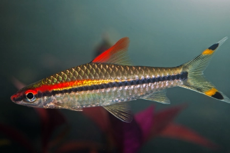 Fotografie druhu Dawkinsia denisonii