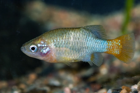 Fotografie druhu Xenotoca eiseni