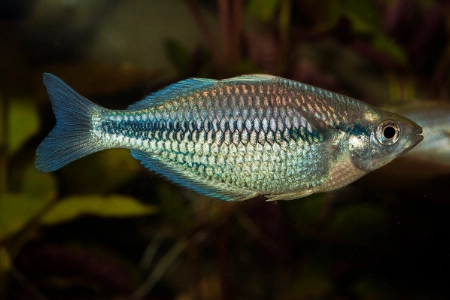 Fotografie druhu Melanotaenia kamaka