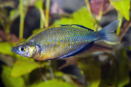 Fotografie druhu Glossolepis wanamensis