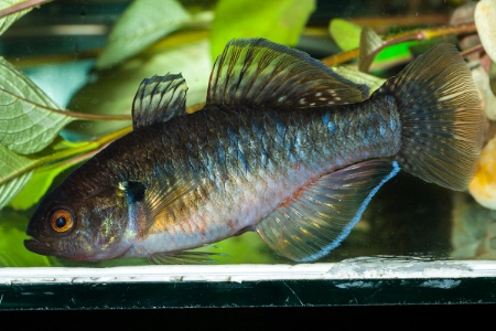 Fotografie druhu Hypseleotris compressa