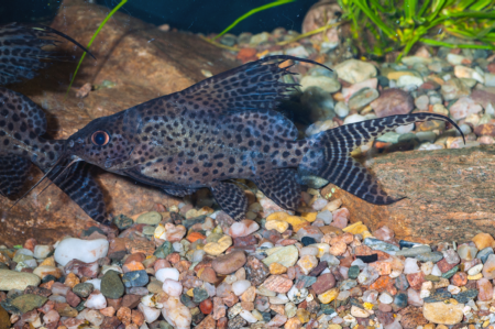 Fotografie druhu Synodontis cf. eupterus