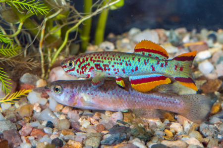 Fundulopanchax gardneri  