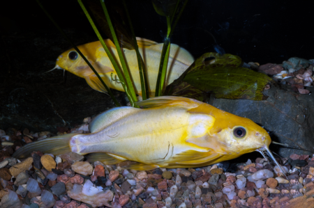 Fotografie druhu Synodontis nigrita Gold