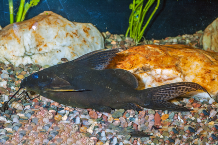 Fotografie druhu Synodontis nigrita