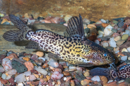 Fotografie druhu Synodontis schoutedeni