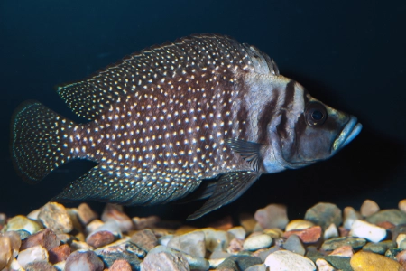 Fotografie druhu Altolamprologus calvus