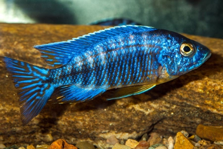 Fotografie druhu Aulonocara stuartgranti