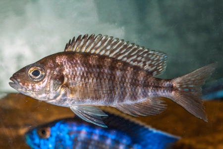 Fotografie druhu Aulonocara stuartgranti