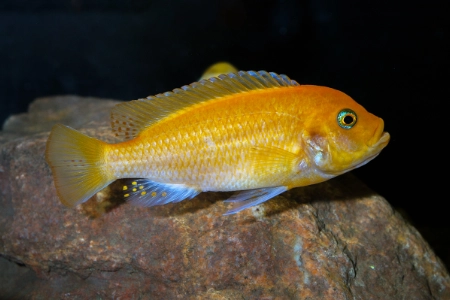 Fotografie druhu Maylandia estherae