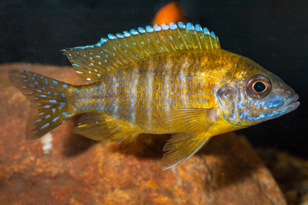 Fotografie druhu Aulonocara sp. stuartgranti maleri