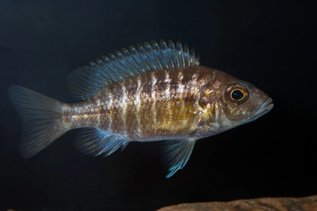 Fotografie druhu Aulonocara sp. stuartgranti maleri