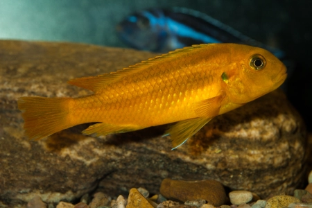 Fotografie druhu Pseudotropheus johannii