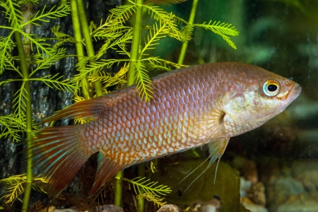 Fotografie druhu Belontia signata