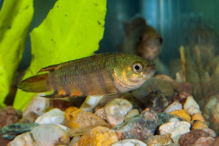 Fotografie druhu Microctenopoma ansorgii