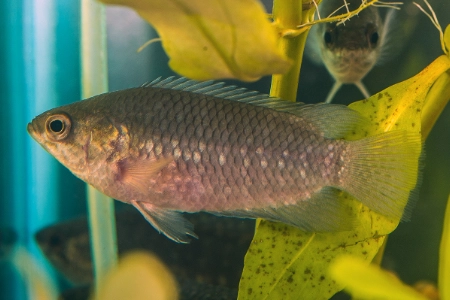 Fotografie druhu Microctenopoma fasciolatum