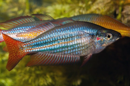 Fotografie druhu Melanotaenia australis