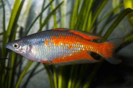 Fotografie druhu Melanotaenia parkinsoni