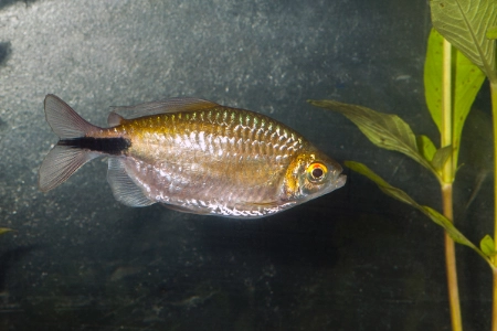 Fotografie druhu Bryconalestes longipinnis