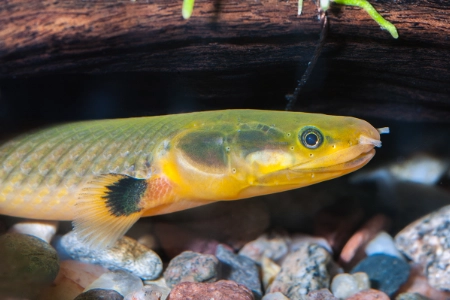 Fotografie druhu Erpetoichthys calabaricus