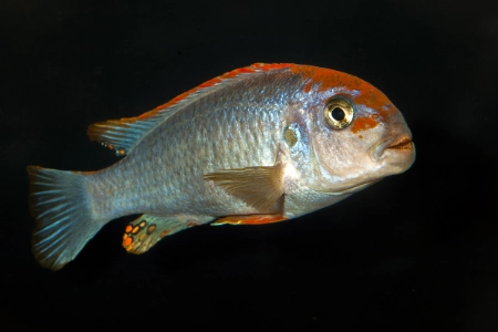 Fotografie druhu Pseudotropheus perspicax