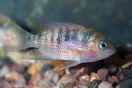 Fotografie druhu Panamius panamensis