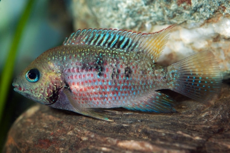 Fotografie druhu Panamius panamensis