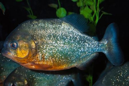 Fotografie druhu Pygocentrus nattereri